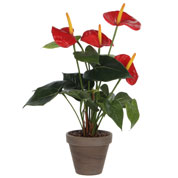 plantes interieur - anthurium fleurs rouge - mica